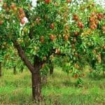 Grow or Invest in Fruit Tree and reap the harvest every year